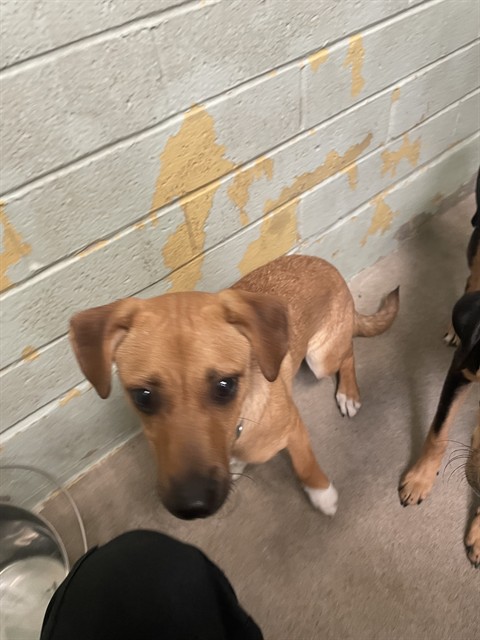 Adoptable Dog