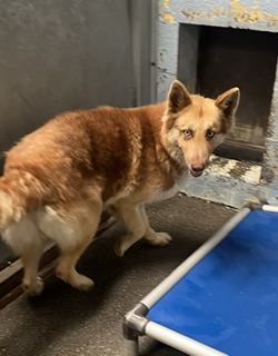 Adoptable Dog