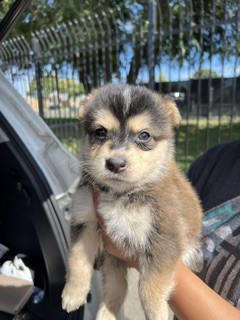Adoptable Dog
