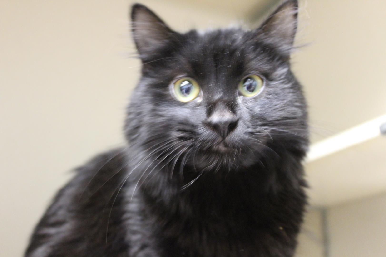 Sirius