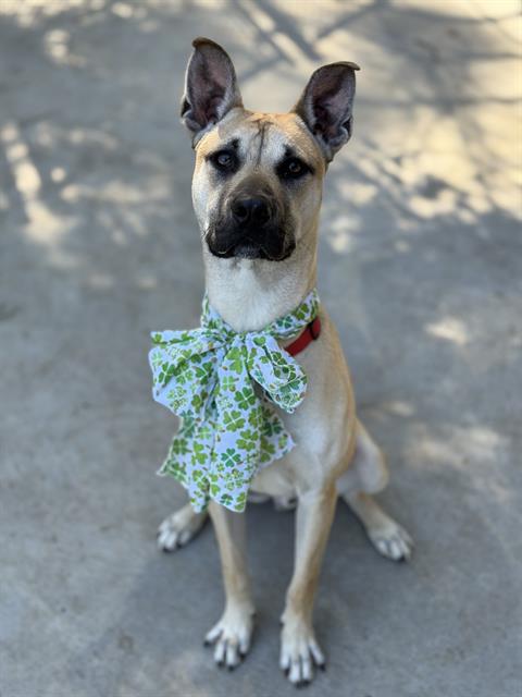 Marmaduke