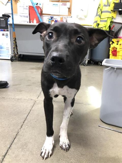 Adoptable Dog