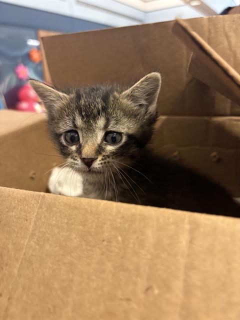 Adoptable Cat