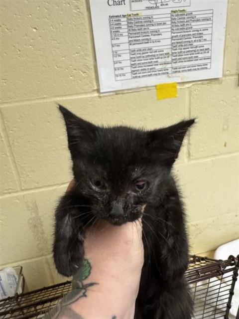 Adoptable Cat