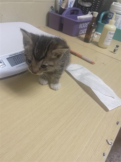 Adoptable Cat