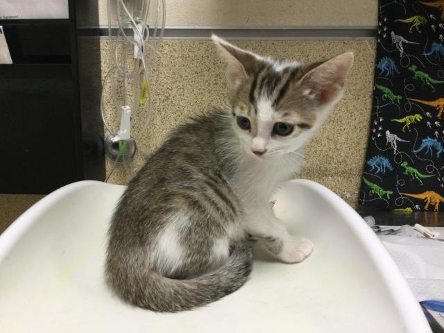 Adoptable Cat