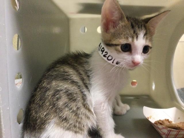 Adoptable Cat