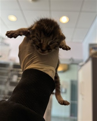 Adoptable Cat