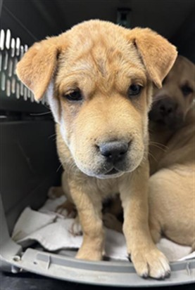 Adoptable Dog