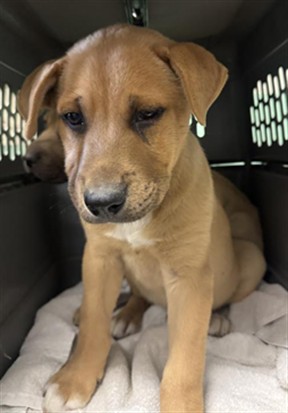 Adoptable Dog