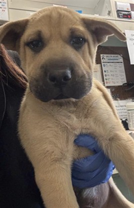 Adoptable Dog