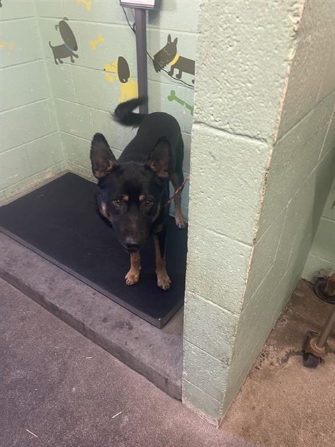 Adoptable Dog