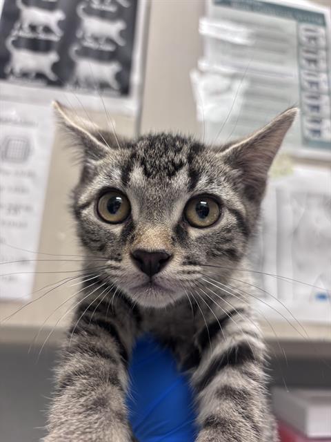 *Sergeant Purrkins