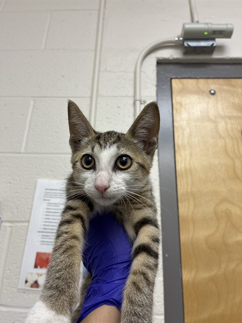 Adoptable Cat