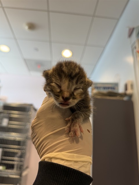 Adoptable Cat