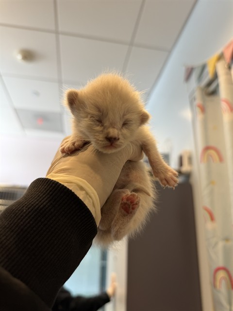 Adoptable Cat