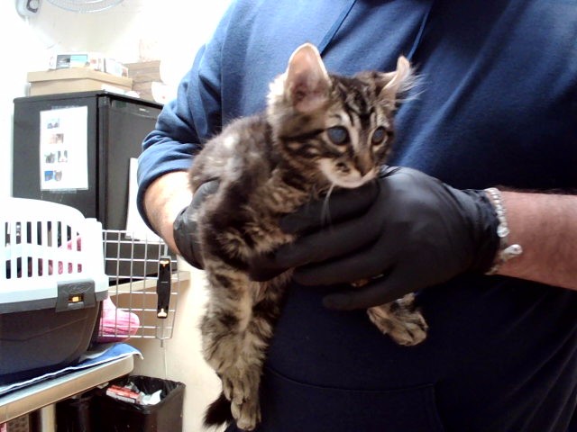 Adoptable Cat