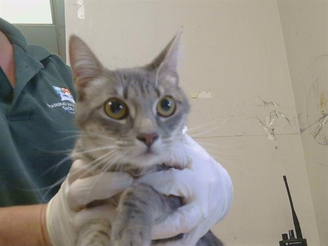 Adoptable Cat