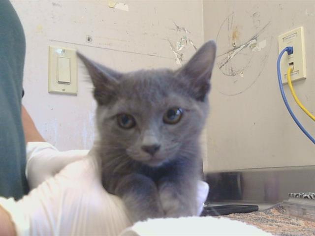 Adoptable Cat