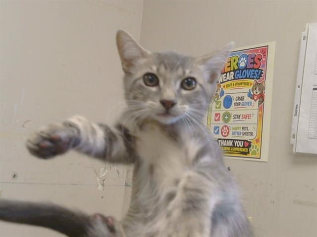 Adoptable Cat