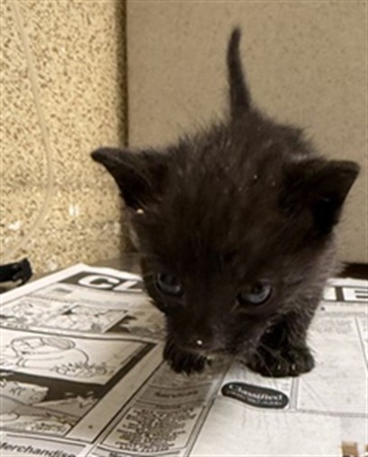 Adoptable Cat