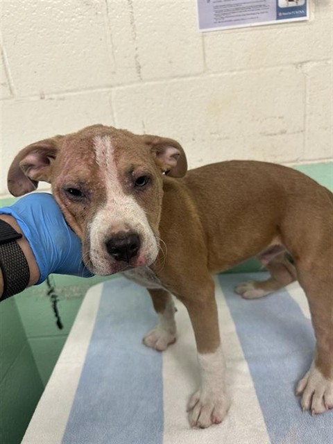 Adoptable Dog