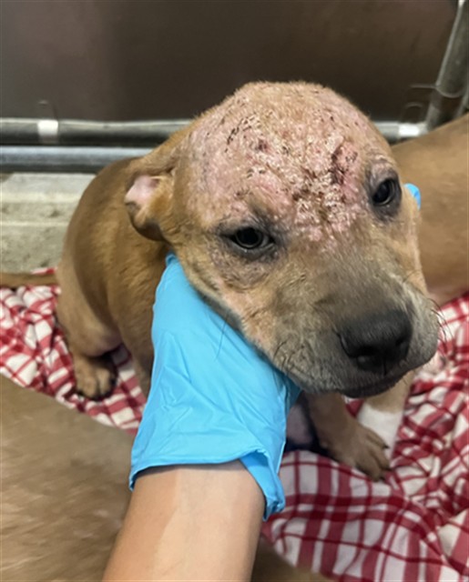 Adoptable Dog