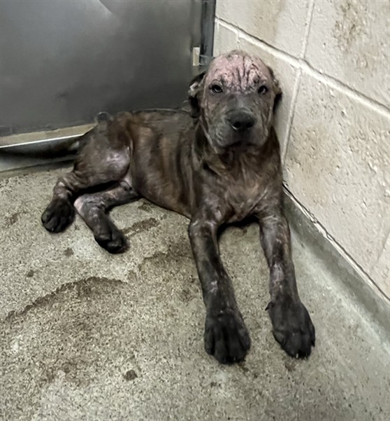 Adoptable Dog