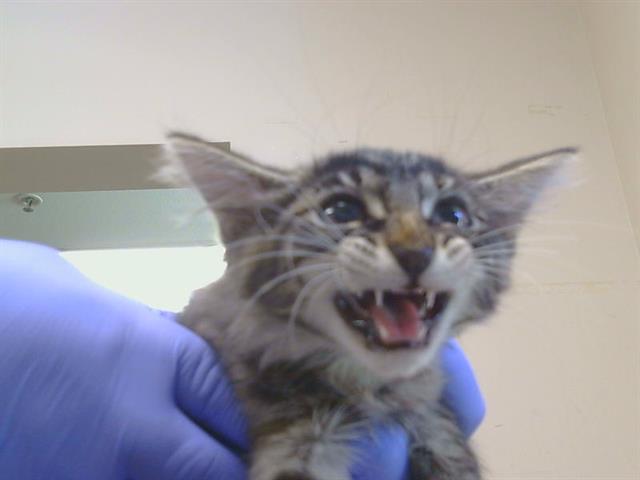 Adoptable Cat