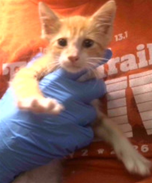 Butters