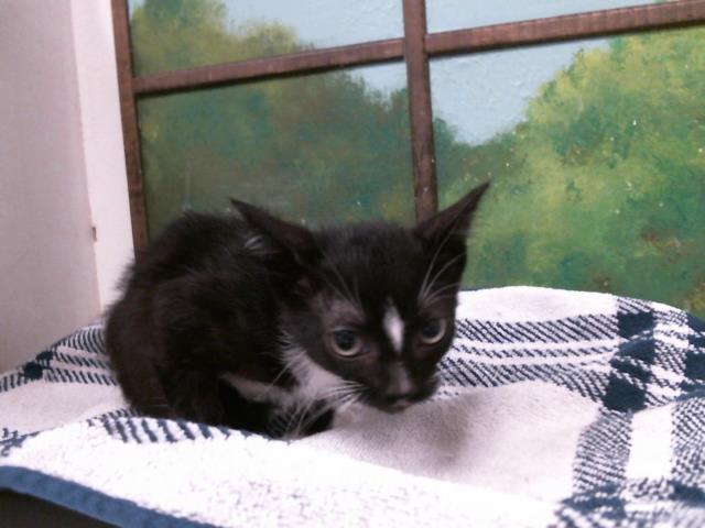 Adoptable Cat