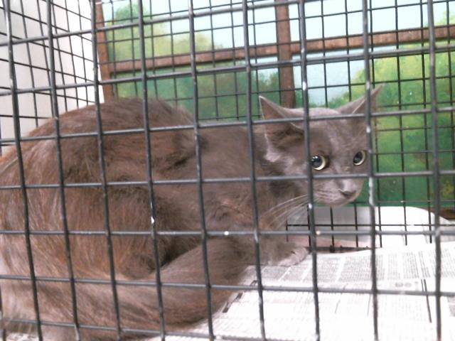 Adoptable Cat