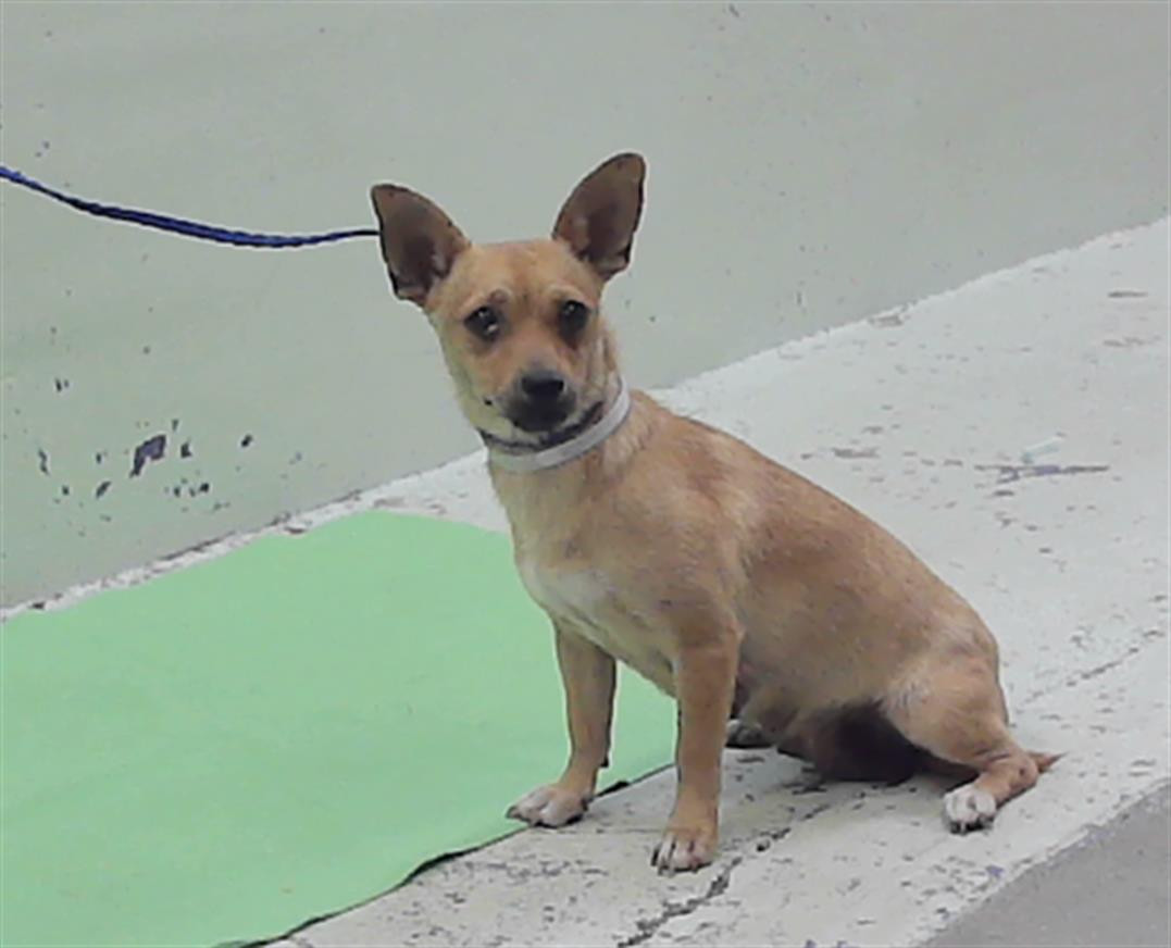 Adoptable Dog
