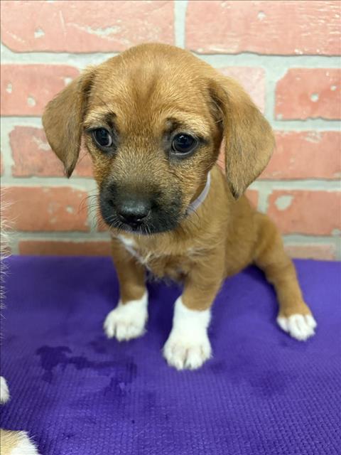 Adoptable Dog