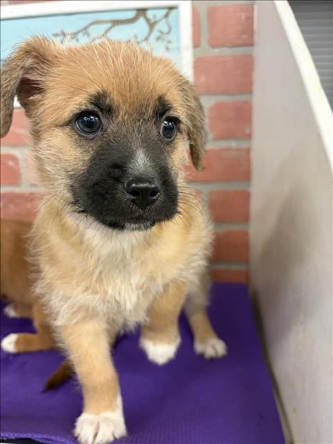 Adoptable Dog