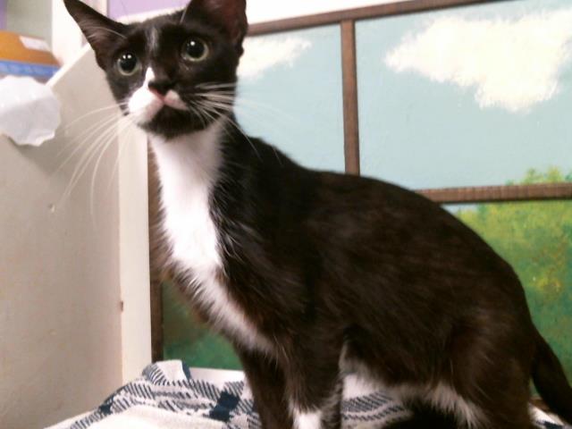 Adoptable Cat