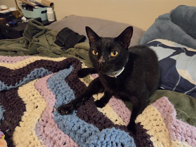 Joey Taquito