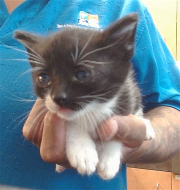 Adoptable Cat