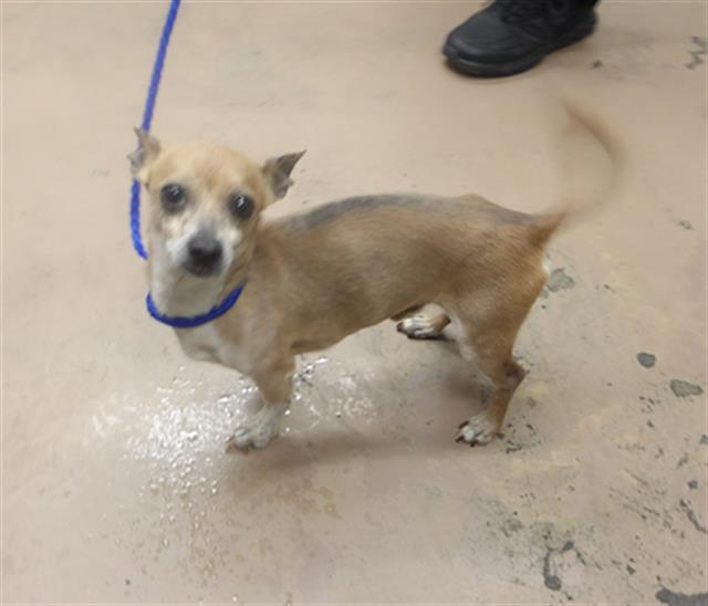 Adoptable Dog