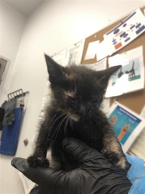 Adoptable Cat