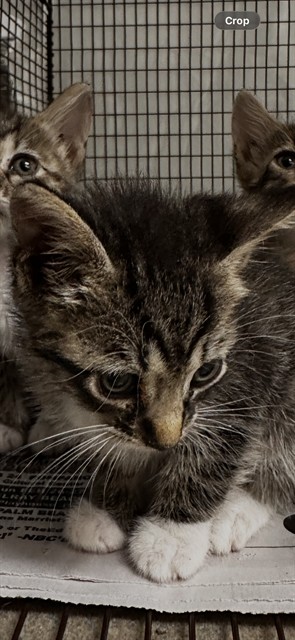 Adoptable Cat