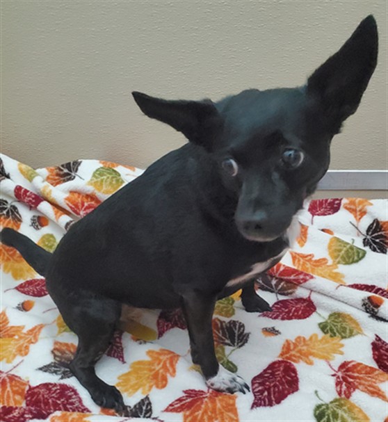 Adoptable Dog