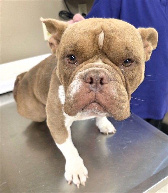 Adoptable Dog