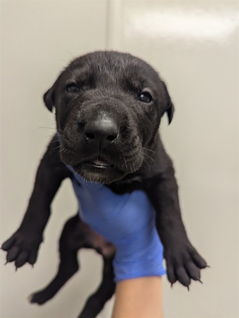 Layla - In Foster