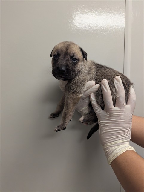 Luna - In Foster