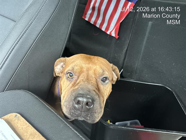 Adoptable Dog