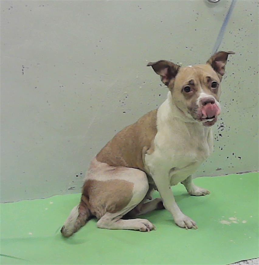 Adoptable Dog