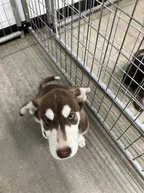 Koda*