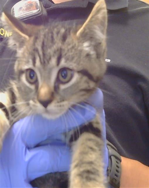Adoptable Cat