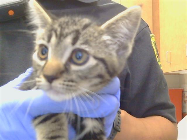 Adoptable Cat